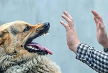 Администрация Ухты заплатит пострадавшей от укуса безнадзорной собаки девочке 350 тыс. рублей