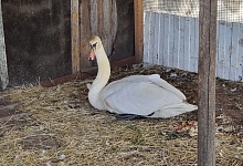 Раненый лебедь приходит в себя и плавает в пожарном водоеме Ухты