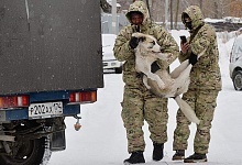 Меры ответственности за нападения собак Госдума пересмотрит в феврале