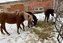 В ухтинском клубе «Планета» рассказали о состоянии спасенных лошадей