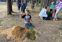 В Детском парке Ухты высадили 60 сосен