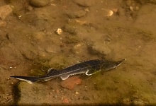 АО «Транснефть – Север» выпустило более 33 тыс. шт. молоди стерляди в р. Сухона Вологодской области