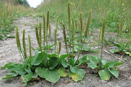 Сила смирения