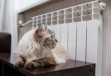  В феврале жители МКД получат квитанции с новым средним платежом за тепло