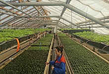 Ухту украсят около 162 тысяч цветов