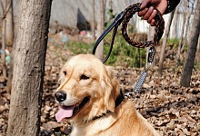 Госдума приняла закон о запрете самовыгула домашних животных