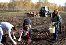 В Коми собрали в три раза больше картофеля, чем в прошлом году