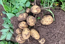 Институт агробиотехнологий Коми рассказал, какие сорта картофеля зарекомендовали себя на Севере