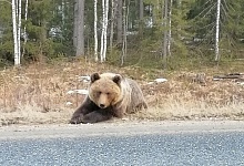 В Коми удалось отогнать в лес медведя, который обосновался на ухтинской трассе