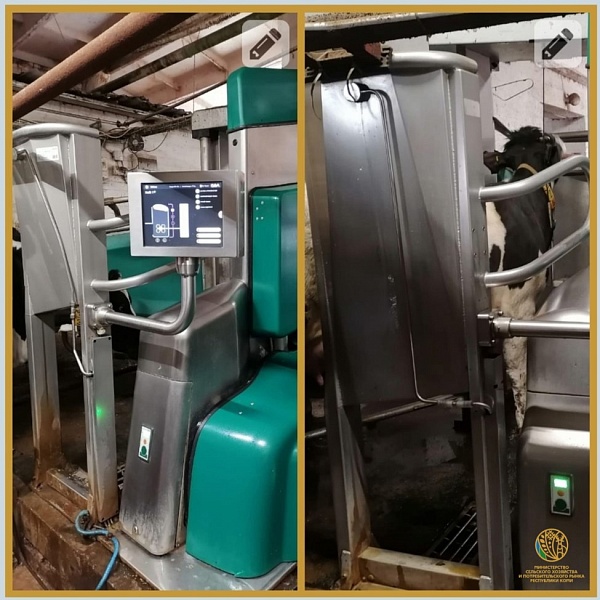 Ухтинское сельхозпредприятие «Изваильский-97» внедряет передовые доильные технологии