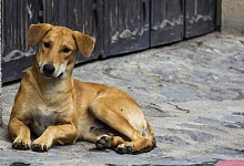 В Ухте пострадавшему от укуса беспризорной собаки должна быть выплачена компенсация морального вреда в размере 100 тыс. рублей