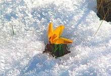 Очень теплую неделю обещают жителям Коми синоптики