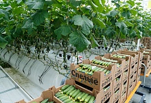 Тепличный комплекс в Сосногорске закончил финансовый год с возросшими убытками