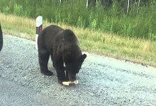 В Минприроды Коми рассказали, чем опасны медведи-попрошайки